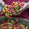 COLOMBIA PINK BOURBON
