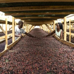 Uganda Monte Elgon