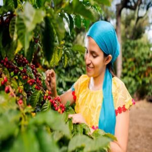 GUATEMALA FINCA SAN JERONIMO