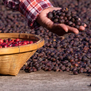 coffee cherries being placed on a patio to dry dry method processing masthead 1440x720